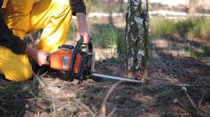 How Our Tree Care Process Works  in  Marshall, VA