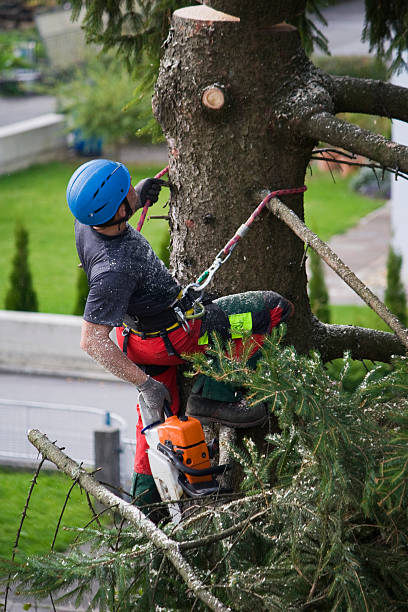 Best Tree Preservation Services  in Marshall, VA